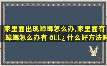 家里面出现蟑螂怎么办,家里面有蟑螂怎么办有 🌿 什么好方法吗